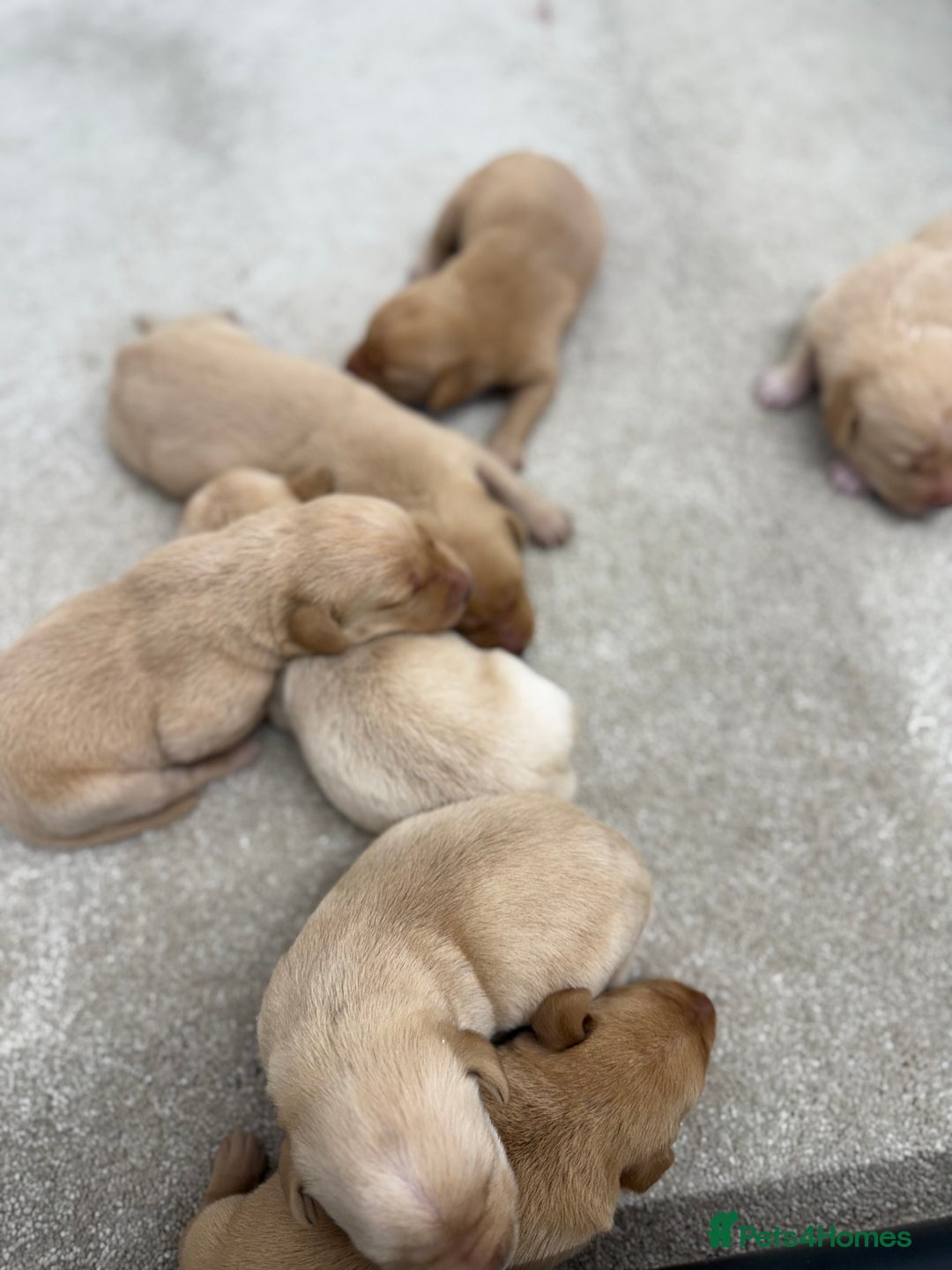 Labrador Retriever dogs for sale: 🐶 Stunning Fox Red & Yellow Labrador Puppies 🐶 - Image 4