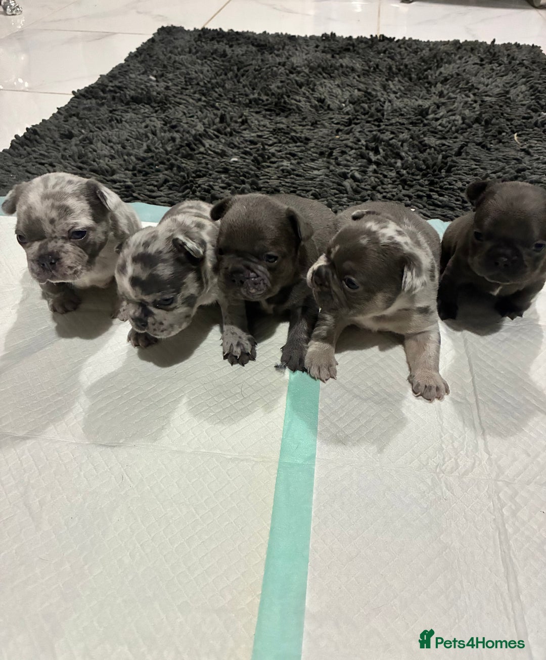 French Bulldog dogs for sale: Lilac carrying fluffy  - Advert 4