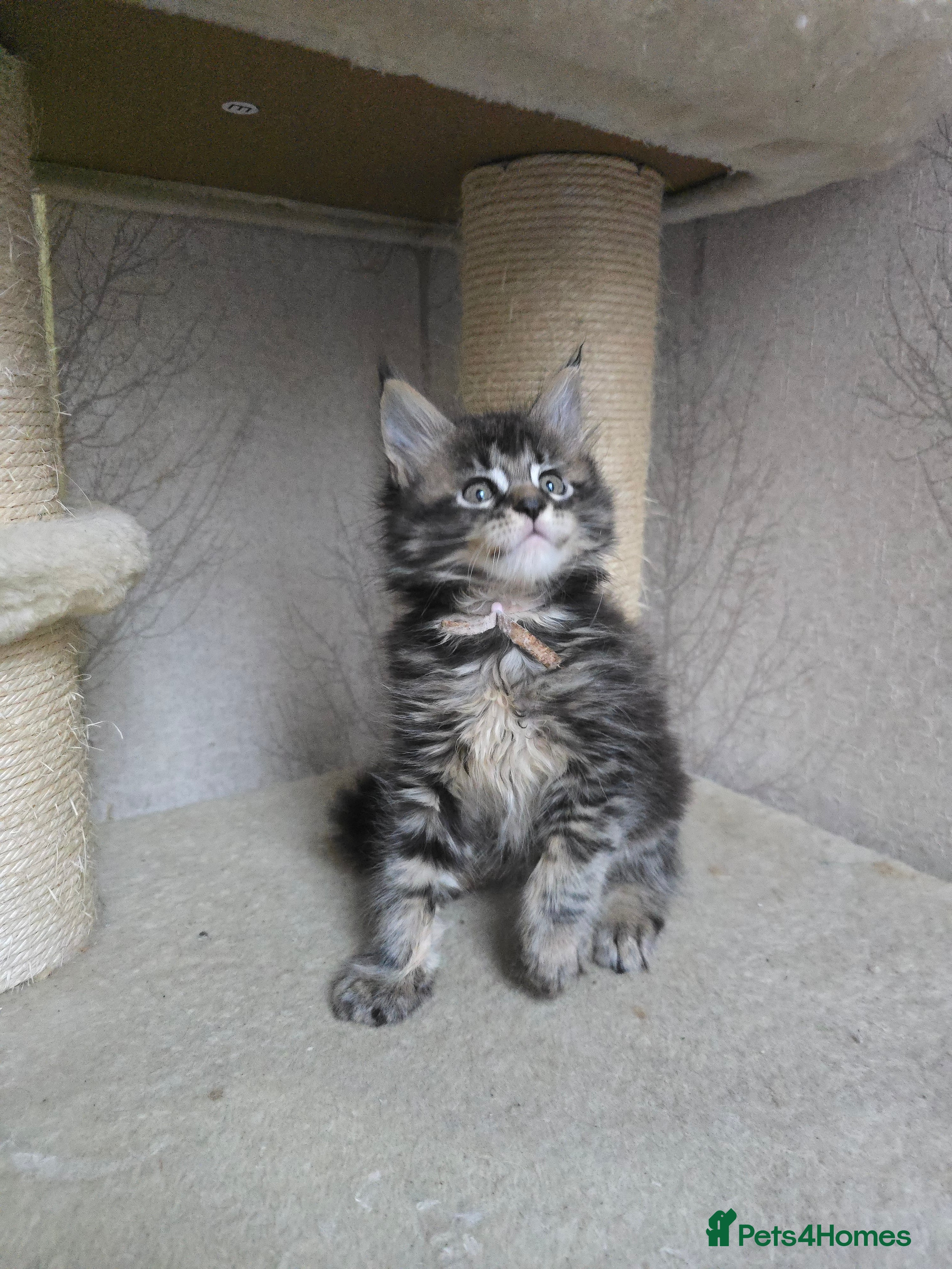 Maine Coon cats Beautiful TICA Pedigree Maine Coon Kittens - Advert 2