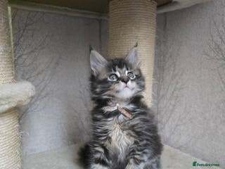 Maine Coon cats Beautiful TICA Pedigree Maine Coon Kittens - Advert 3