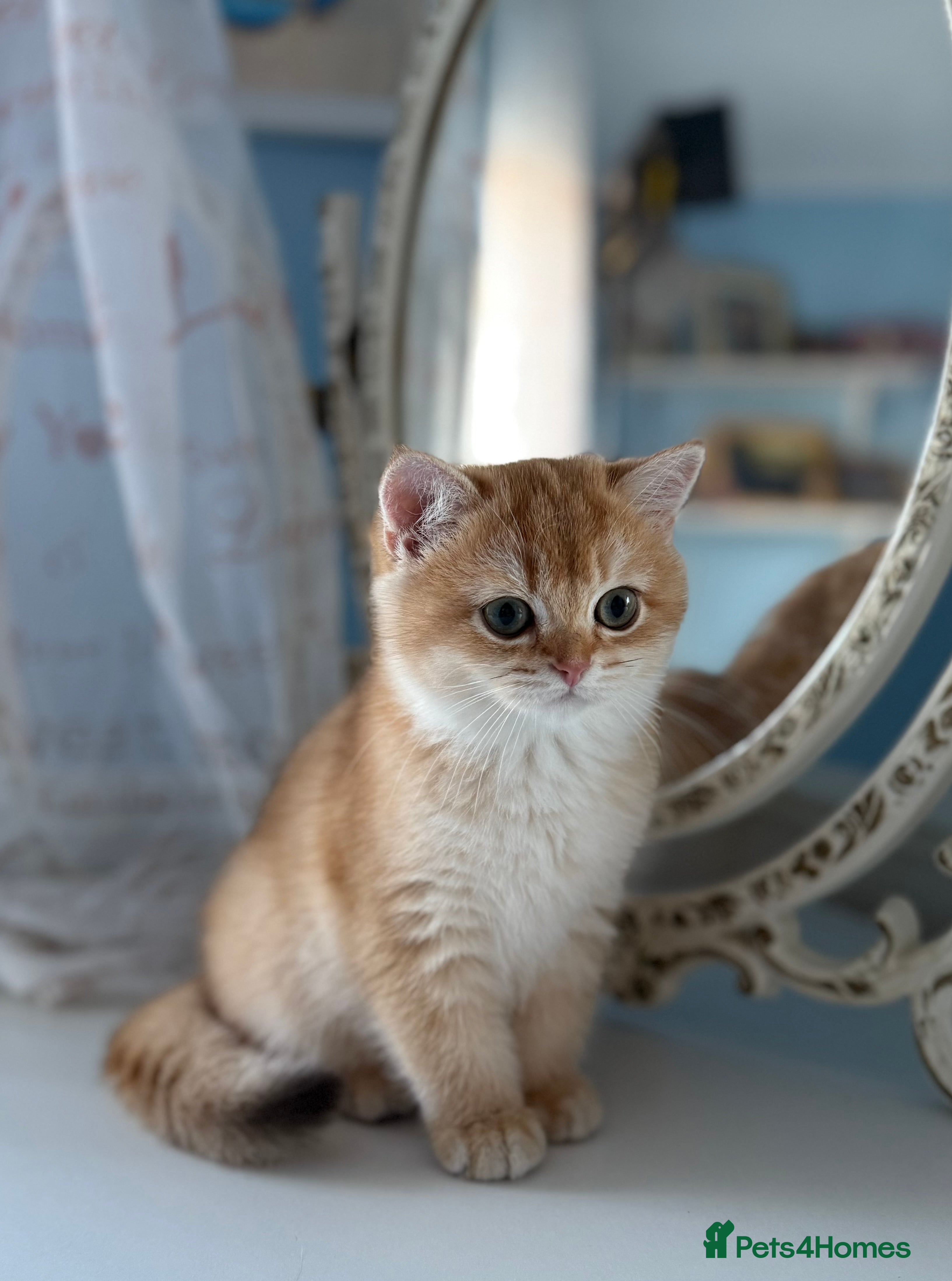 British Shorthair cats ✨ Last Golden BSH girl Looking for Loving Homes ✨ - Advert 12