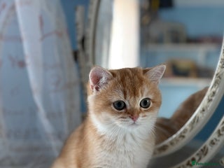 British Shorthair cats ✨ Last Golden BSH girl Looking for Loving Homes ✨ - Advert 3