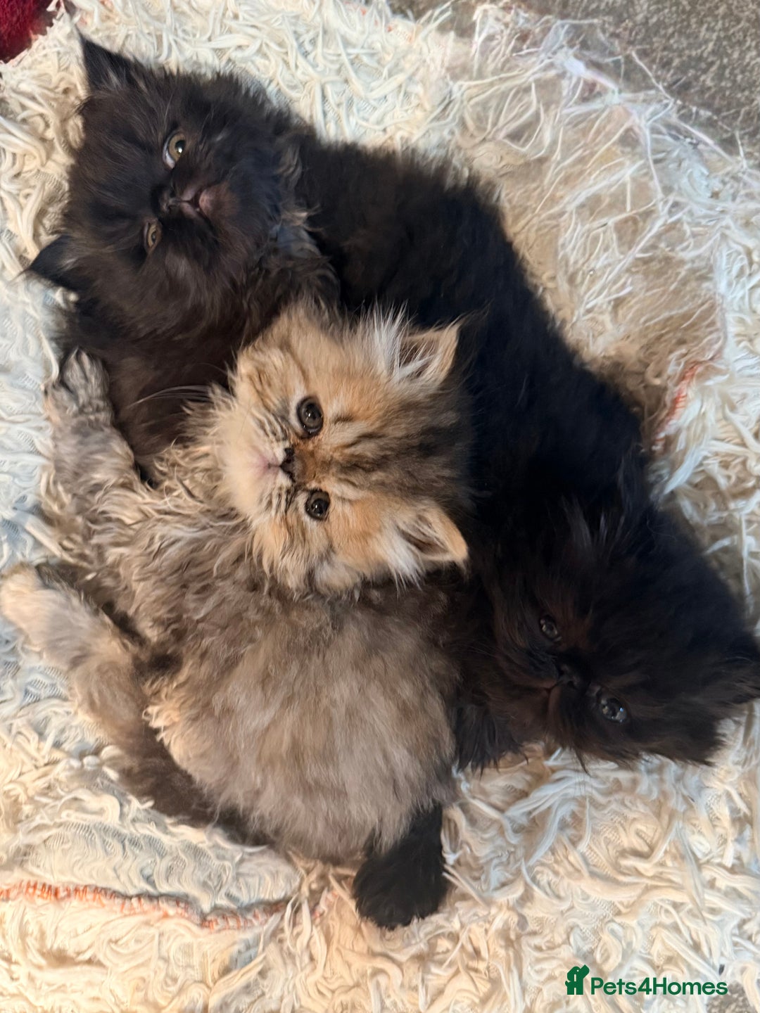 Persian cats for sale: Stunning GCCF reg Persians – Born Halloween 2025  - Advert 21