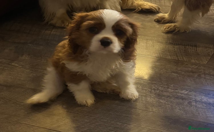 Cavalier King Charles Spaniel dogs Pedigree King Charles cavaliers one boy - Advert 6
