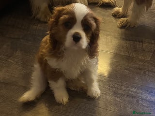 Cavalier King Charles Spaniel dogs Pedigree King Charles cavalier one boy available - Advert 6