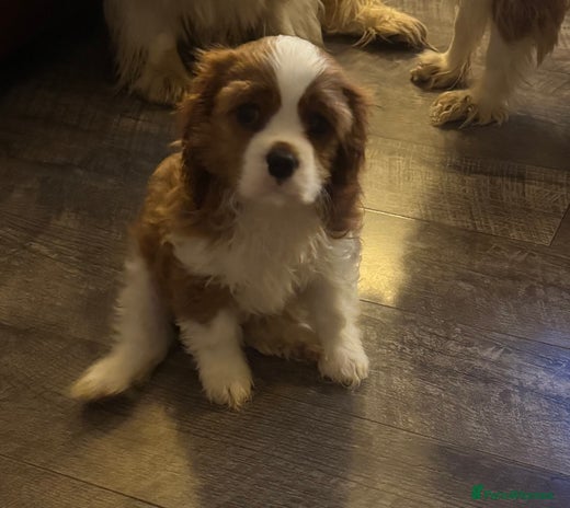 Cavalier King Charles Spaniel dogs Pedigree King Charles cavaliers one boy - Advert 6