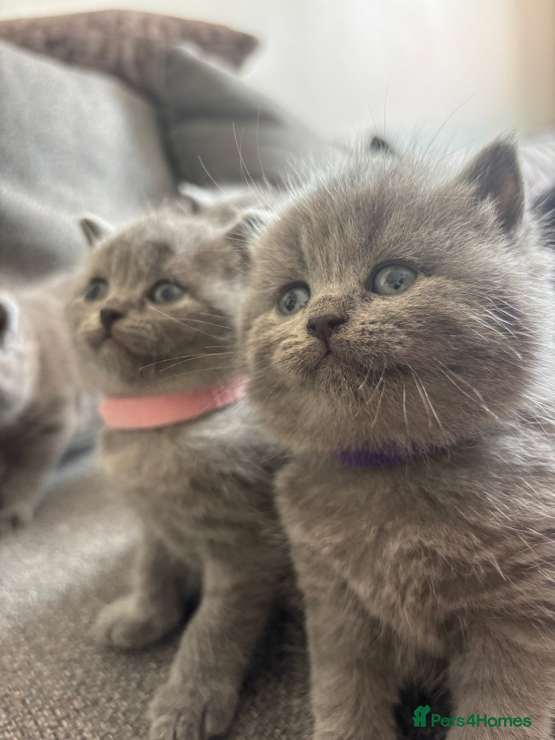 British Shorthair cats for sale: British Shorthair Kittens   - Image 8