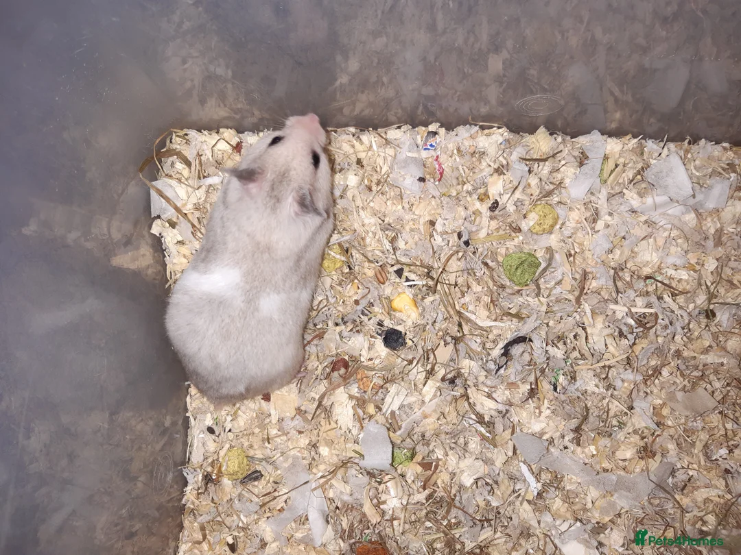 Hamster rodents for sale: Baby Syrian hamsters - Advert 6