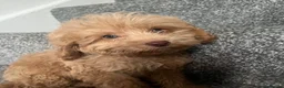 Cockapoo dogs for sale: Cockpoo - Advert 4