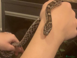 Corn Snake reptiles Corn snake 🐍 - Advert 8