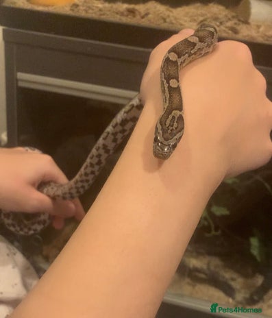 Corn Snake reptiles Corn snake 🐍 - Advert 8