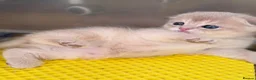 Scottish Fold cats for sale: Exceptional Blue Golden Scottish Fold & Straight🐱 - Advert 11