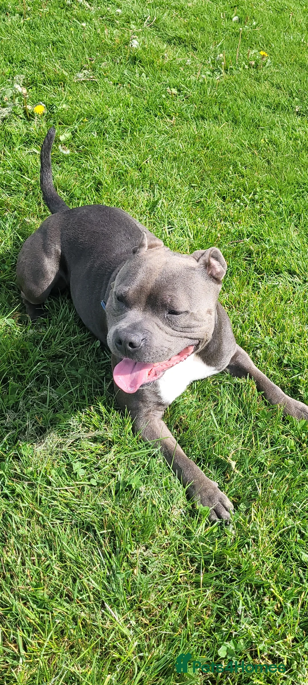 Staffordshire Bull Terrier dogs for stud: Blue Staffordshire bull terrier stud in Birmingham - Advert 7
