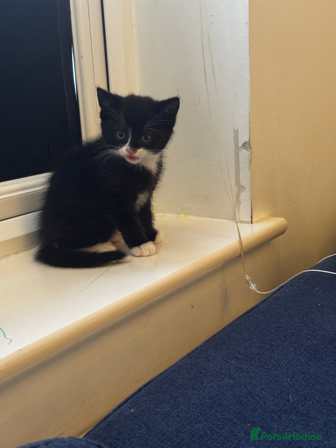 British Shorthair cats for sale: Adorable 9 weeks kitten half British shorthair  in Reading - Image 8