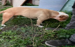 Mixed Breed dogs for sale: Staffs x - Image 3
