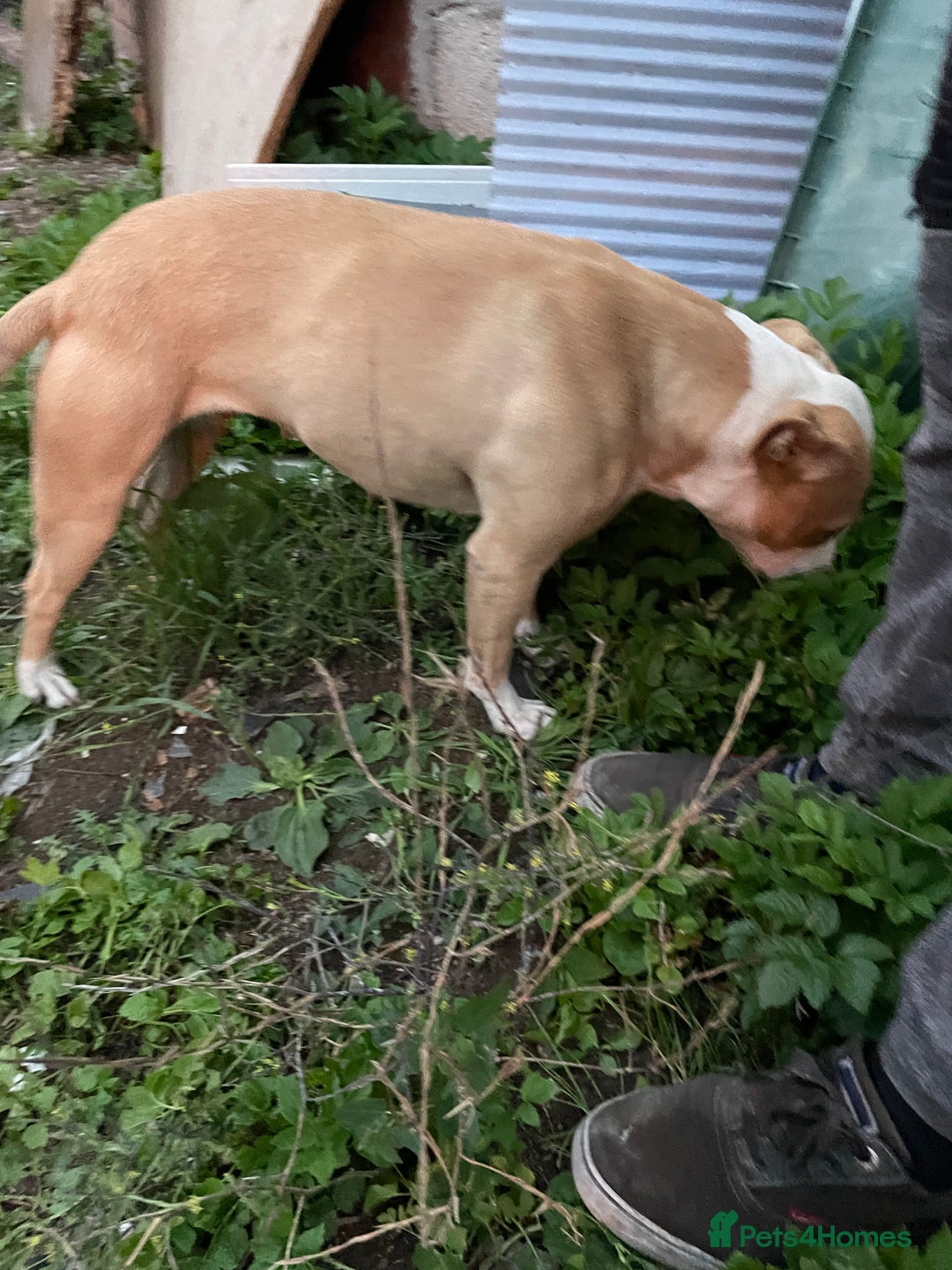 Mixed Breed dogs for sale: Staffs x - Image 3