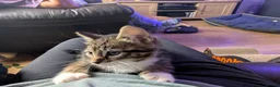 Mixed Breed cats for sale: Six adorable and sweet natured kittens in Kilmarnock - Advert 13