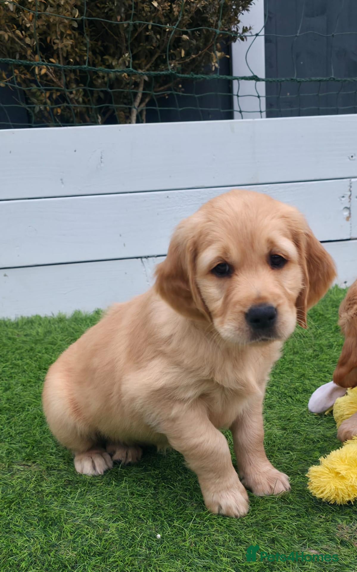 Golden Retriever dogs Lovely Golden Retriever Puppy's  - Advert 1