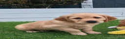 Golden Retriever dogs for sale: Lovely Golden Retriever Puppy's  - Advert 3