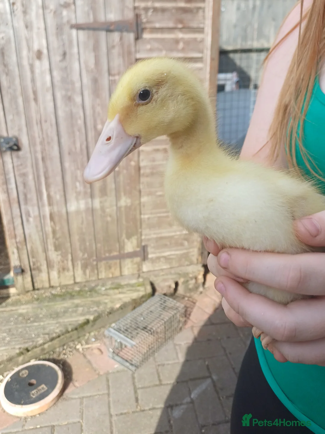 Ducks poultry for sale: Runner ducklings  - Advert 2