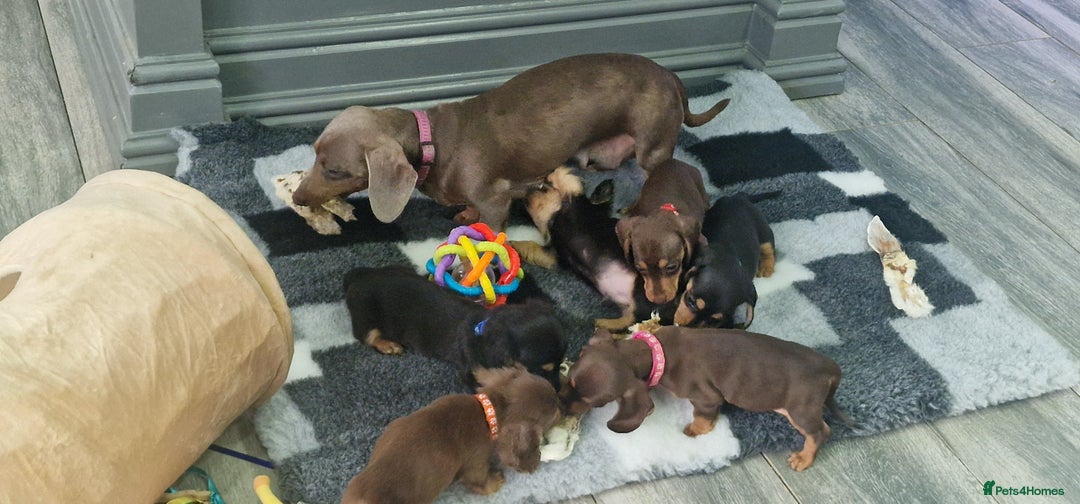 Miniature Dachshund dogs for sale: Miniature Dachshund puppies Longhaired & Smooth  - Image 20