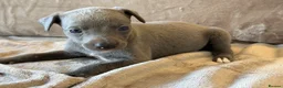 Whippet dogs for sale: ❤️ BEAUTIFUL BLUE WHIPPETS KC REGISTERED❤️ - Advert 18