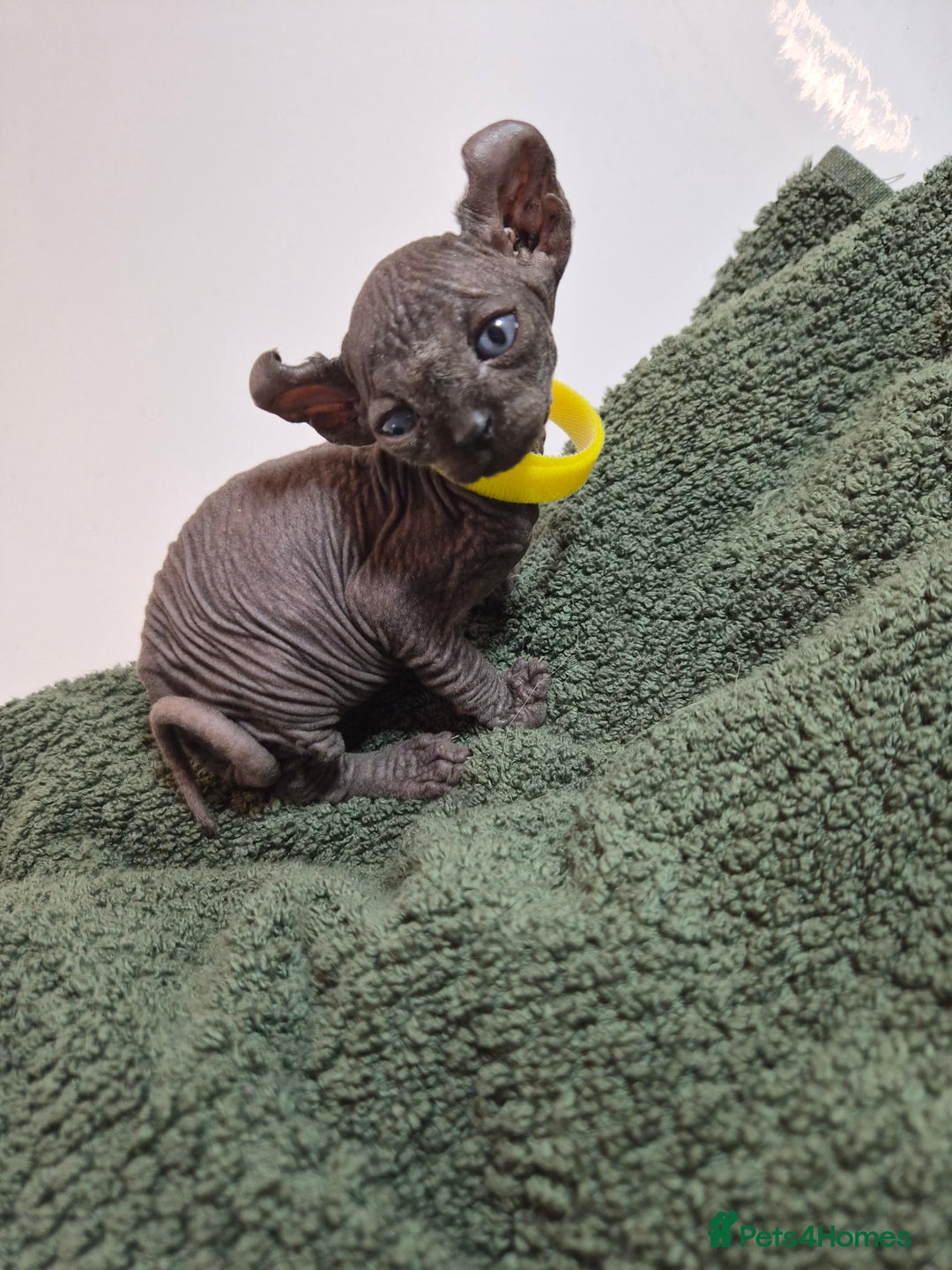 Sphynx cats for sale: Sphynx kittens  - Image 14