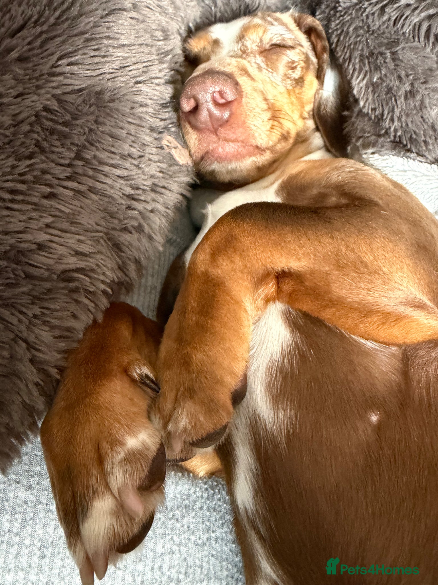 Miniature Dachshund dogs for sale: Miniature daschund  - Advert 3