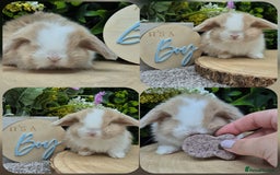 Mini Lop rabbits for sale: Mini lop babies - Image 2