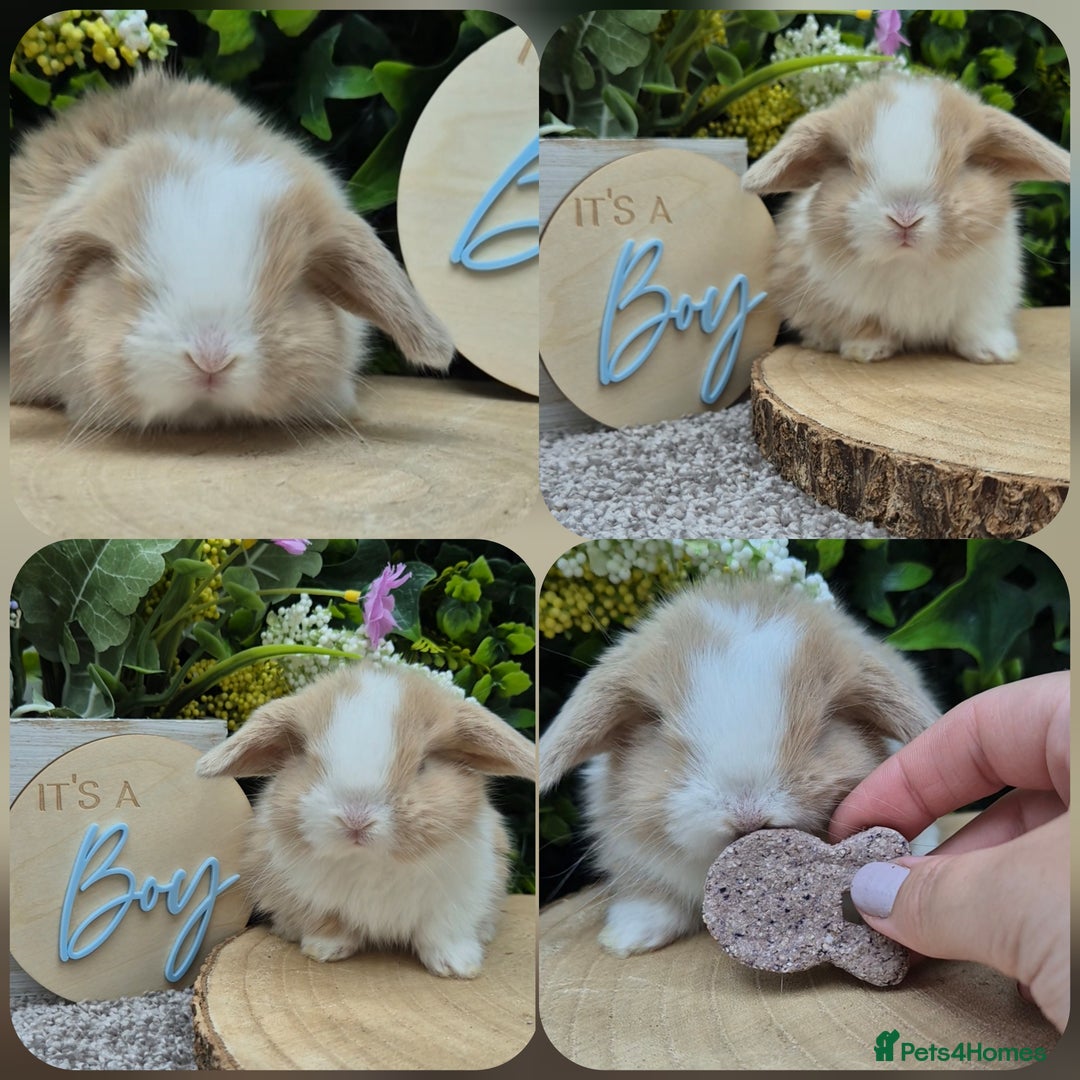Mini Lop rabbits for sale: Mini lop babies - Image 2