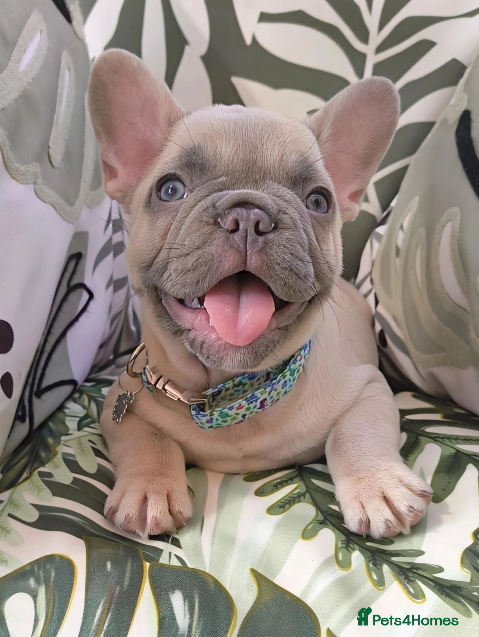 French Bulldog dogs Beautiful french bulldog  - Advert 1