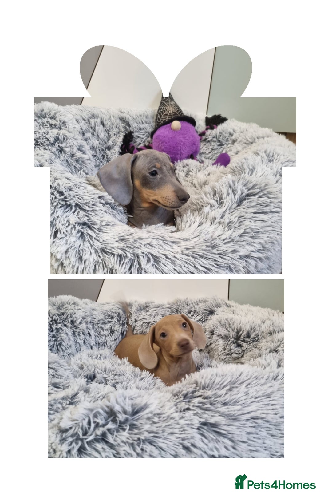 Dachshund dogs for sale: 🩷lovely Dachshund Boys Ready For New homes🩷 - Advert 2