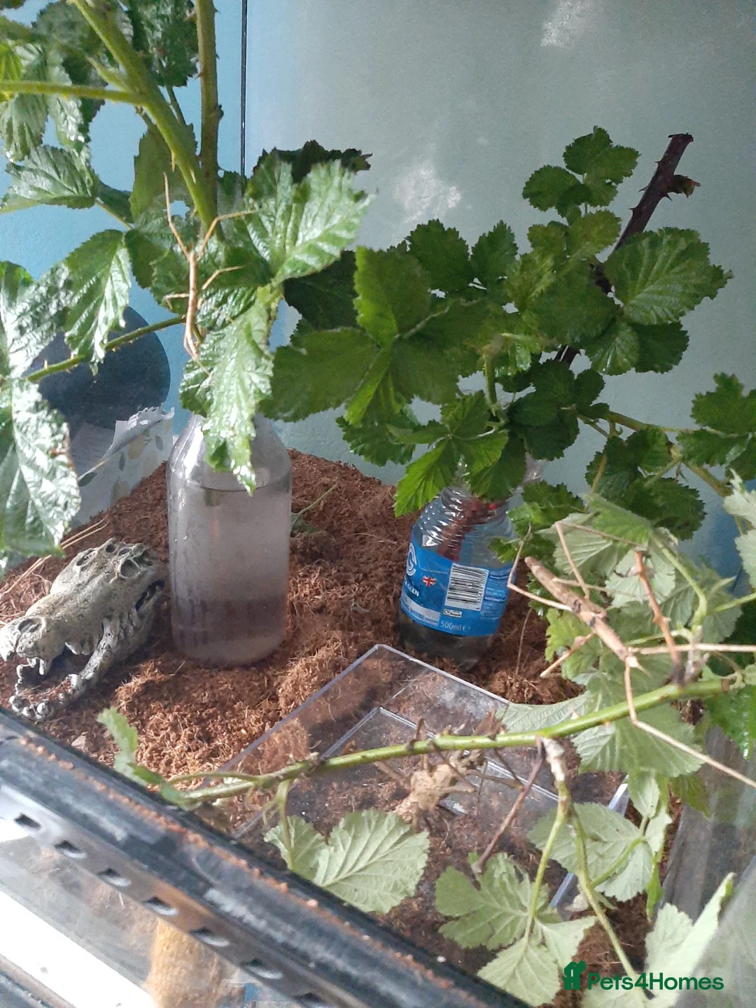 Stick Insects invertebrates for sale: Black beauty stick insects for sale in Luton - Advert 1