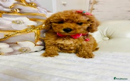 Maltipoo dogs for sale: Exquisite tiny F1 Toy Maltipoo puppies 🐶 🧸  - Image 14