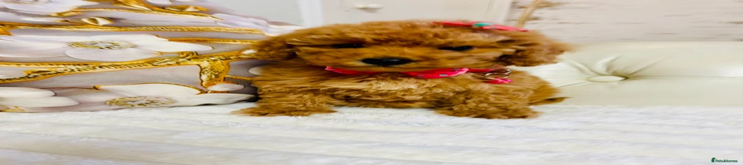 Maltipoo Puppy 1
