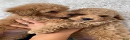 Maltipoo dogs for sale: RARE Champagne Maltipoo Girl 🩷One Left🩷 - Advert 14