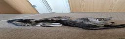 Mixed Breed cats for sale: Unique Tabby kittens   looking for a forever home  in Doncaster - Advert 21
