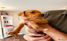 Labrador Retriever dogs for sale: Ready now!! Amazing red fox Labrador puppies  - Image 17