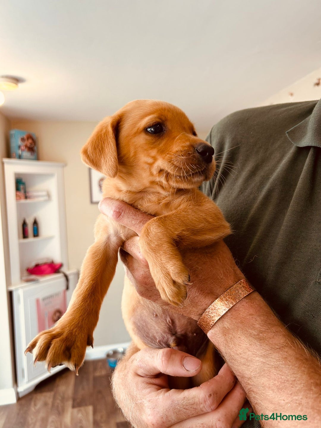Labrador Retriever dogs for sale: Ready now!! Amazing red fox Labrador puppies  - Image 17