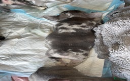 French Bulldog dogs for sale: Tri-colour Blue Merle Frenchie pups - Image 29
