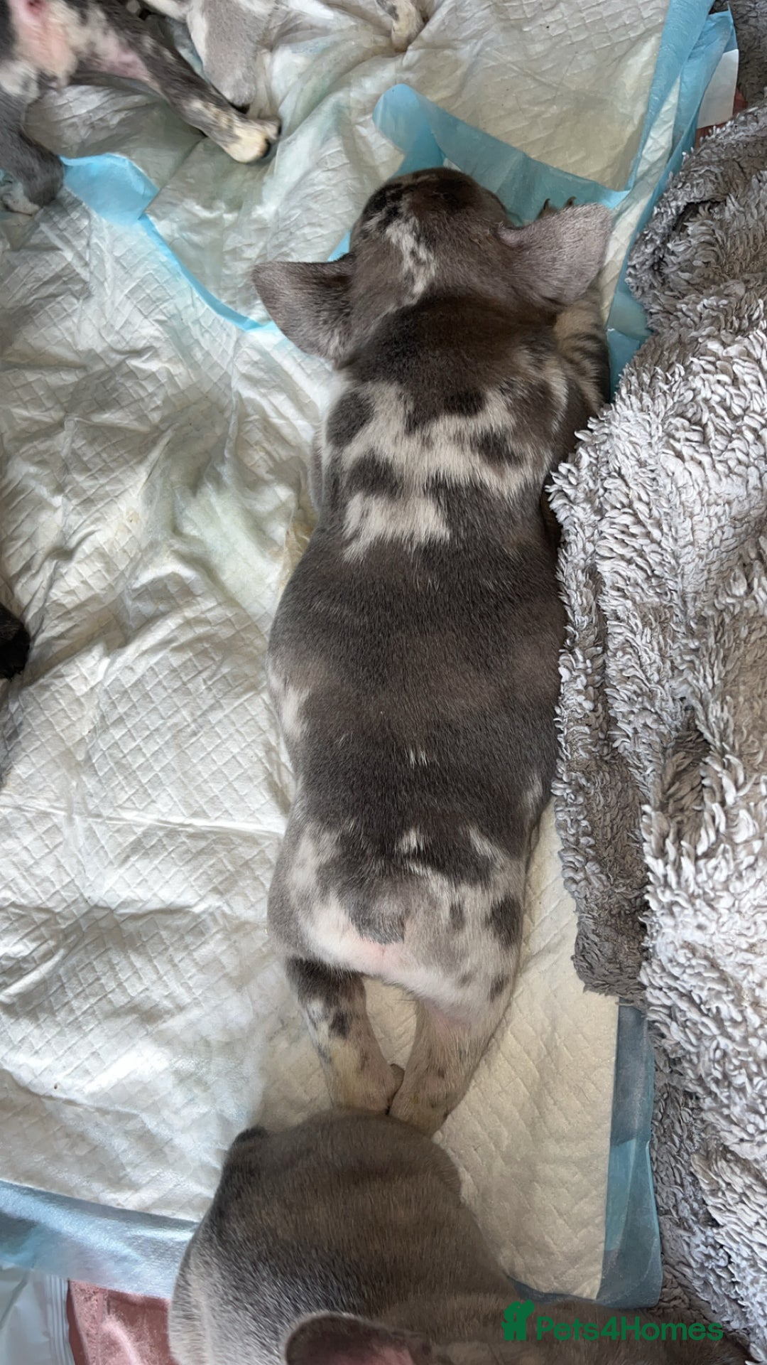 French Bulldog dogs for sale: Tri-colour Blue Merle Frenchie pups - Image 29
