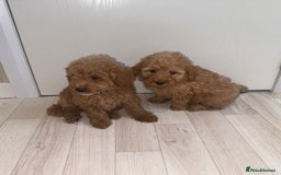 Poochon dogs for sale: Lovely poochon puppy’s for sale - Image 9