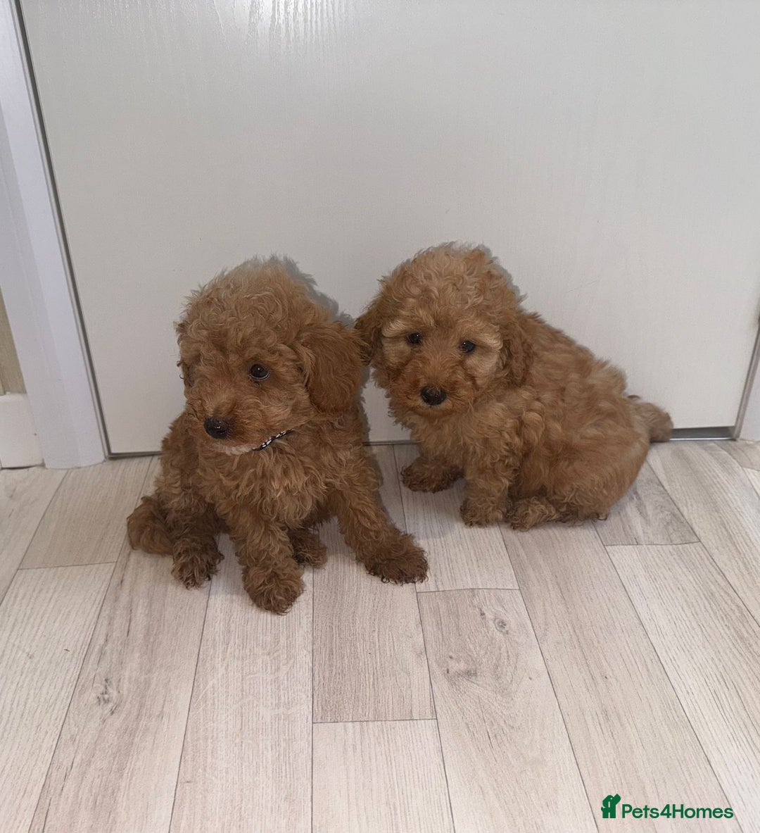 Poochon dogs for sale: Lovely poochon puppy’s for sale - Image 9