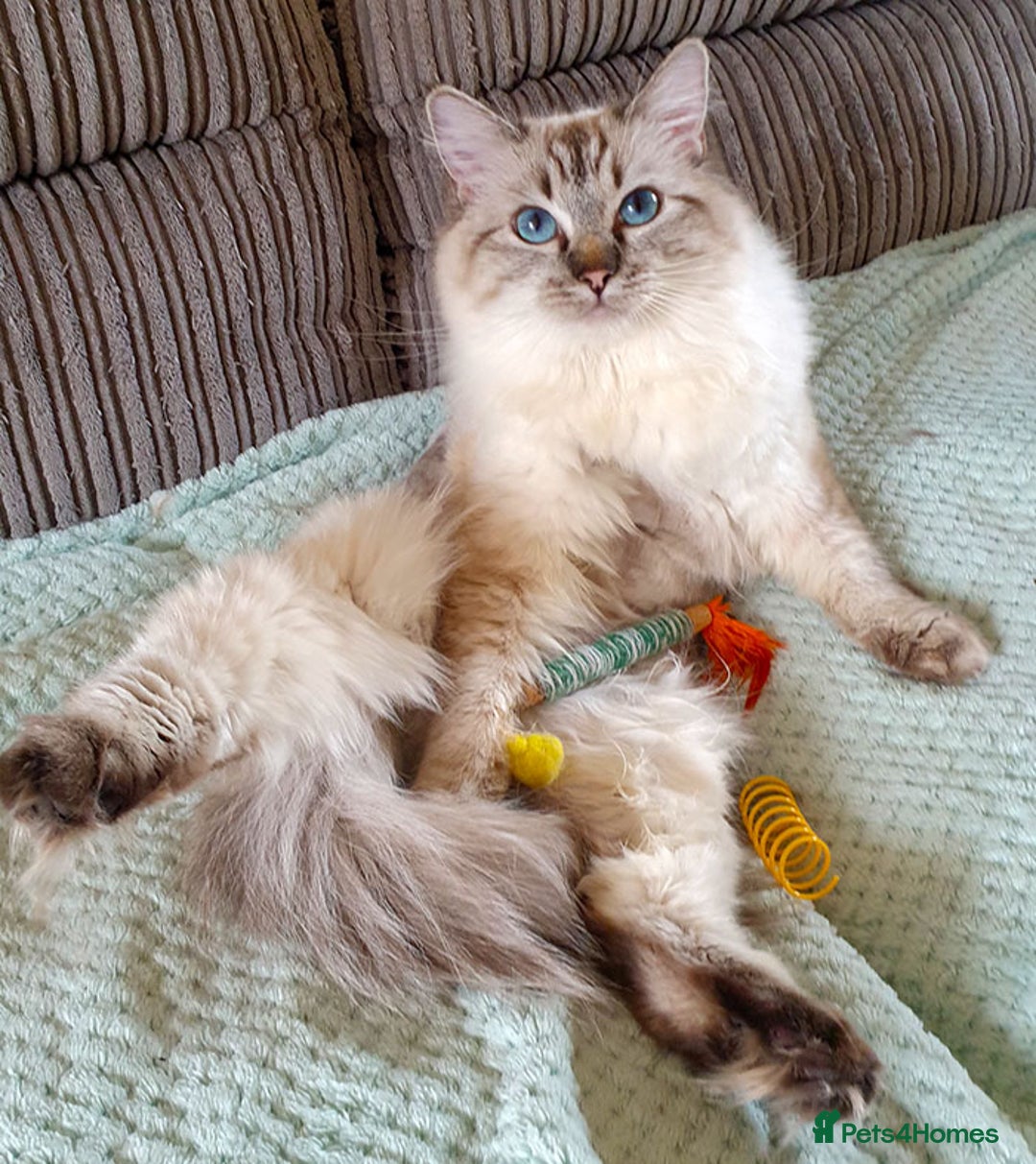 Ragdoll cats for sale: Stunning Adult Ragdoll and Kittens available!  - Image 9