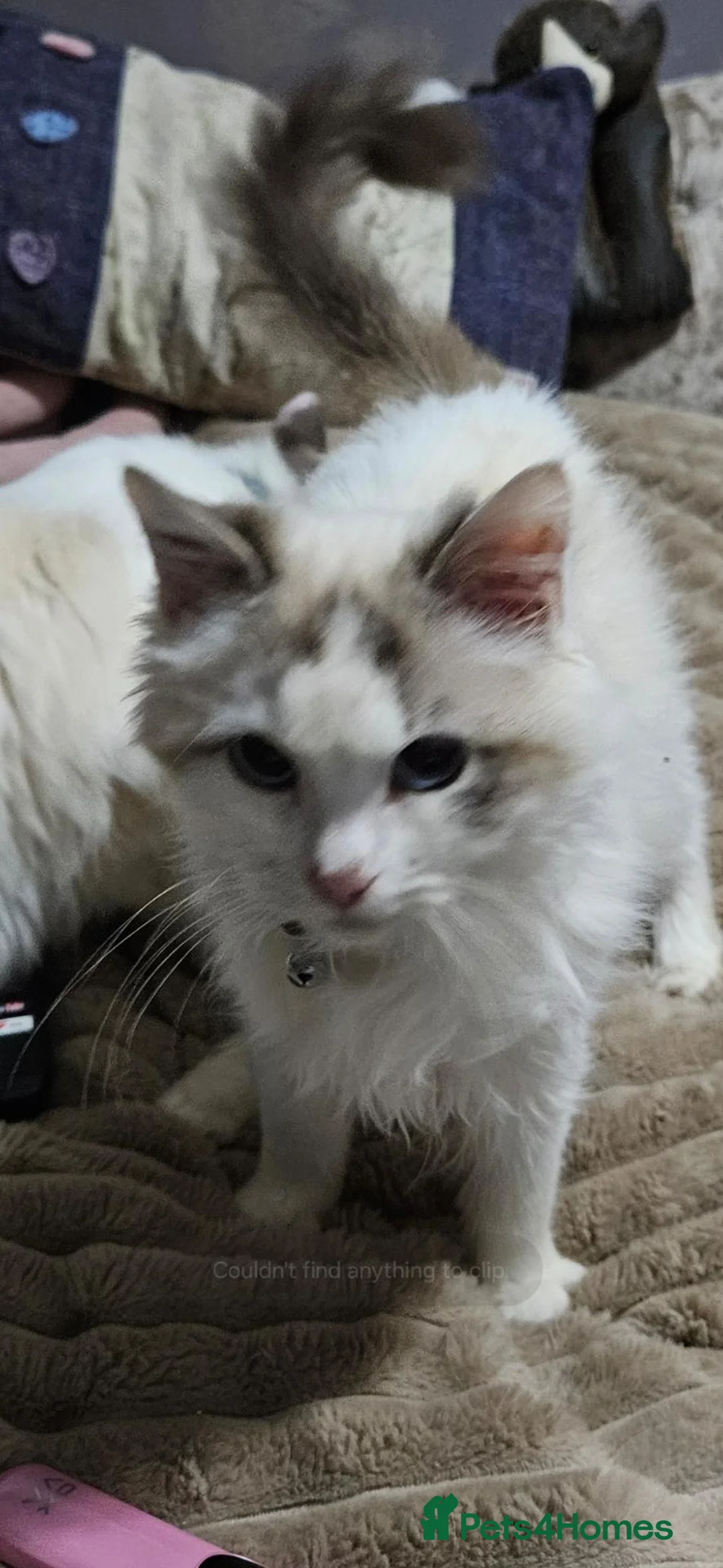 Ragdoll cats for sale: Ragdoll kitten  - Advert 1