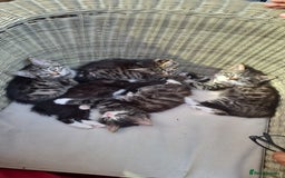 Mixed Breed cats for sale: 5 beautiful tabby cats longline/shorthair  - Image 1