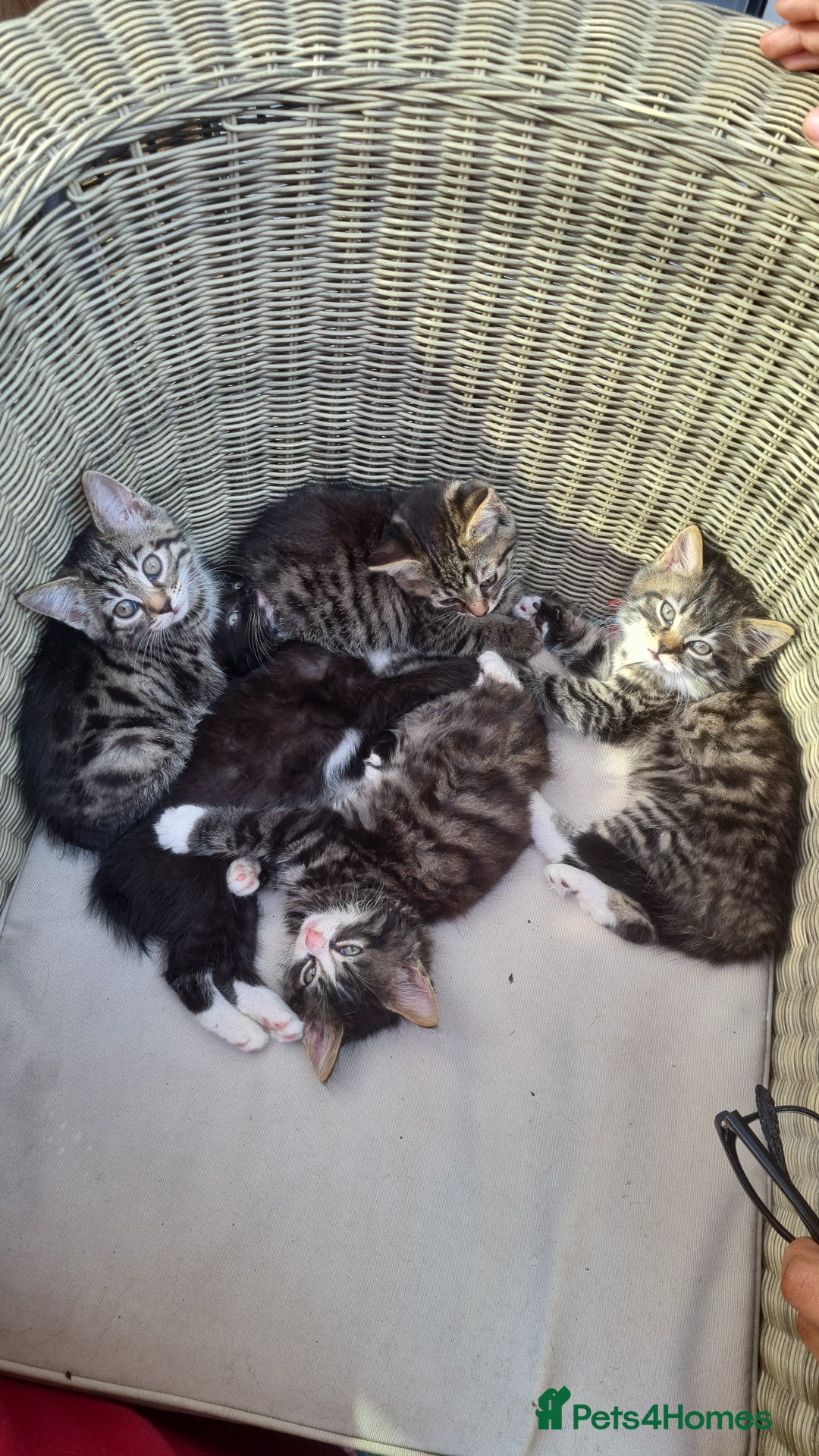 Mixed Breed cats for sale: 5 beautiful tabby cats longline/shorthair  - Image 1