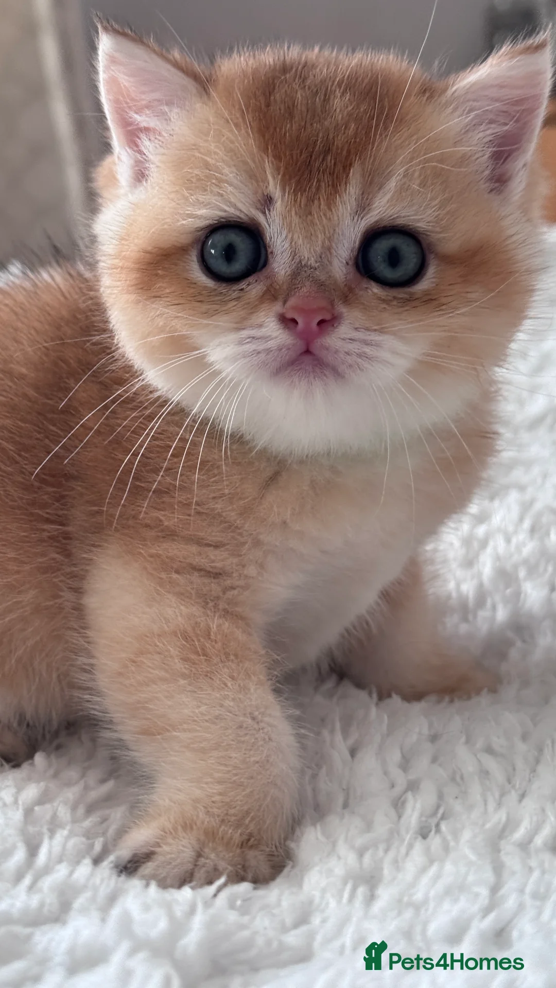 British Shorthair cats for sale: Adorable GCCF BSH BY12 NY12Chocolate Gold kittens  - Advert 21