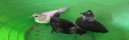 Chickens poultry for sale: 4 week old mixed Bantams  - Advert 8