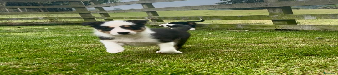 Border Collie Puppy 1